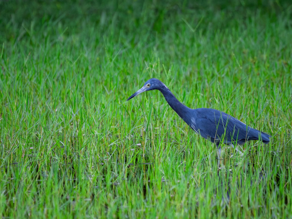 Little Blue Heron - ML644164063