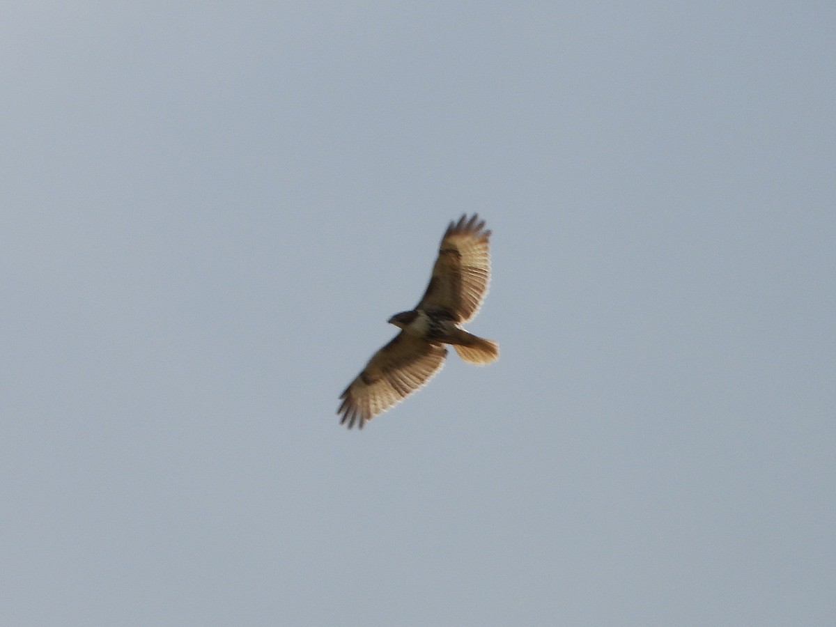 Red-tailed Hawk - ML644164064
