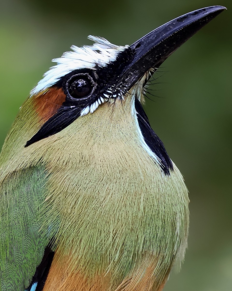 Turquoise-browed Motmot - ML644164066