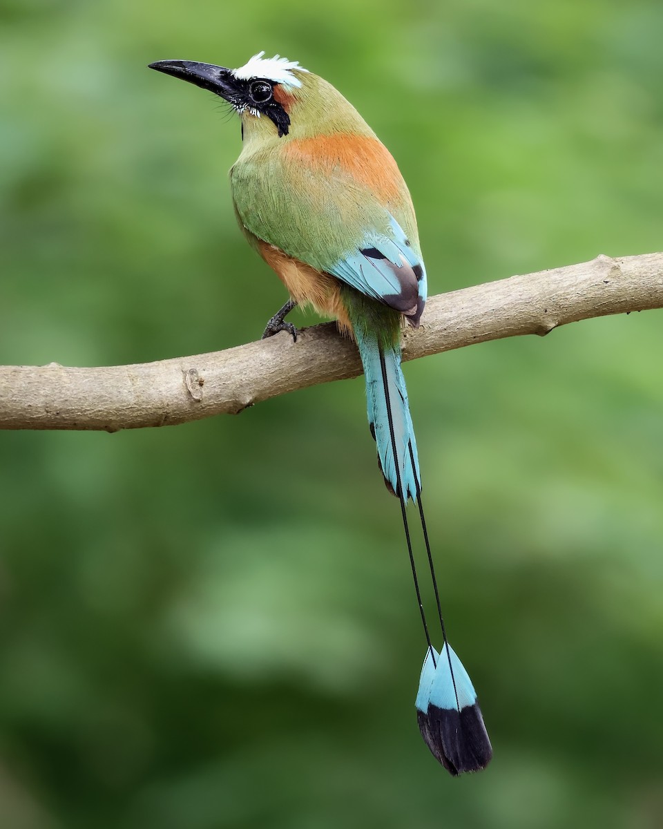 Turquoise-browed Motmot - ML644164067