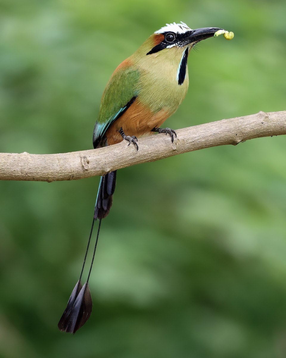 Turquoise-browed Motmot - ML644164068