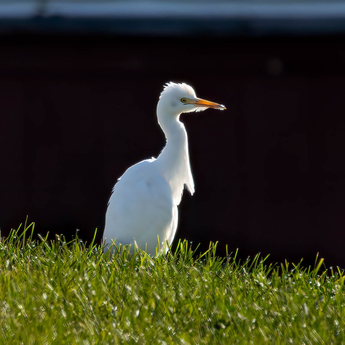 Western Cattle-Egret - ML644164073