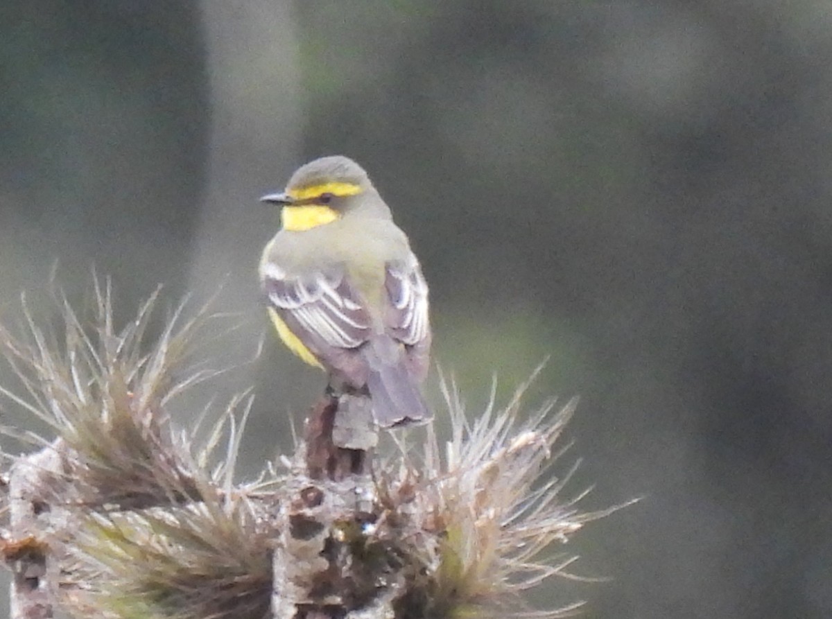 キマユタイランチョウ - ML644164082