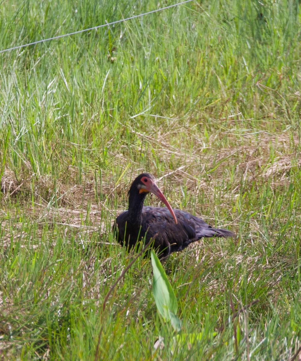Sharp-tailed Ibis - ML644164093