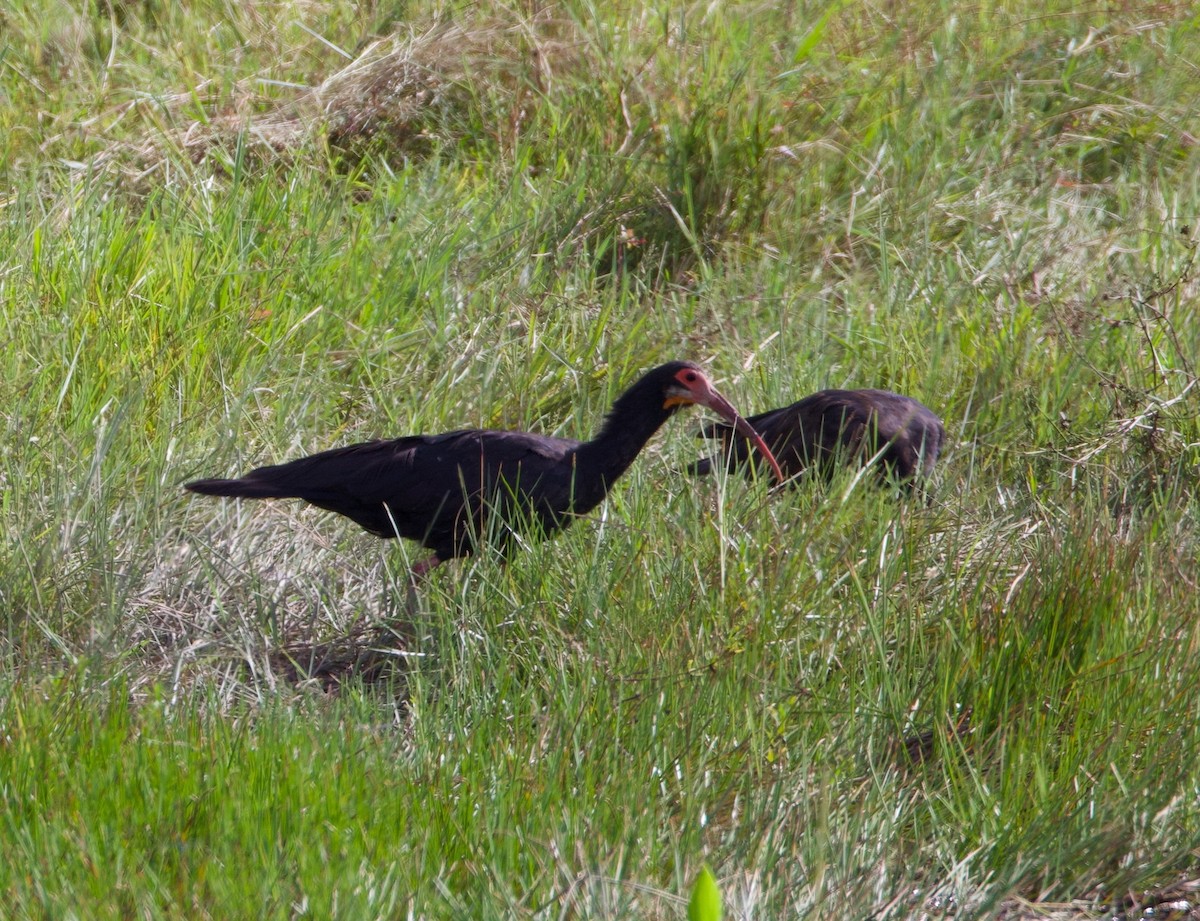 Sharp-tailed Ibis - ML644164094