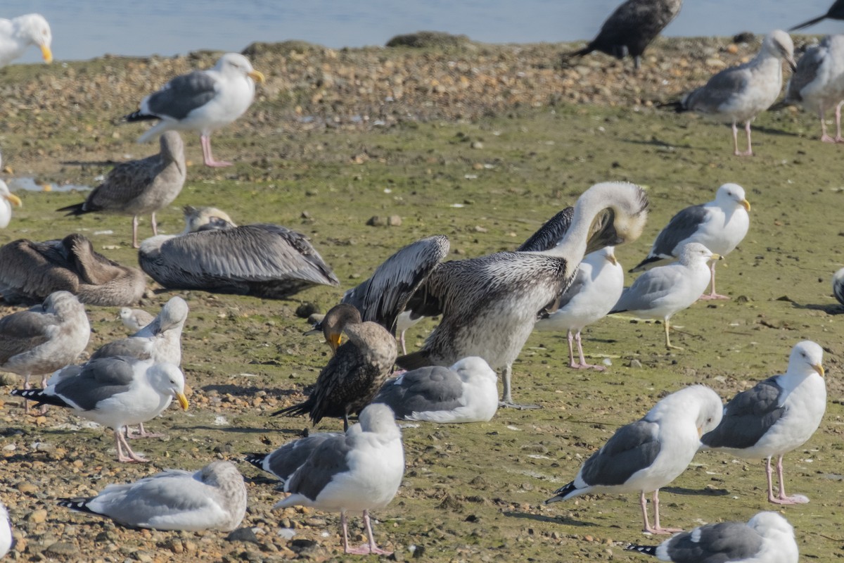 Double-crested Cormorant - ML644164095