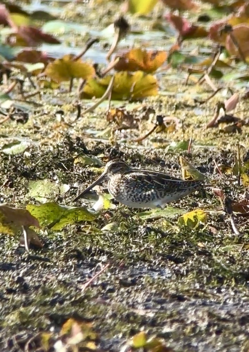 Agachadiza de Wilson - ML644164096