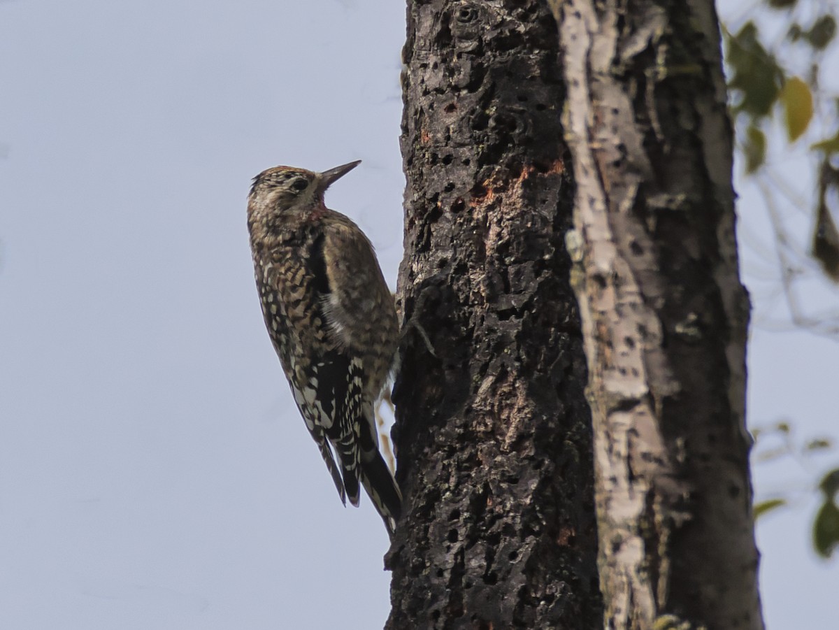 Yellow-bellied Sapsucker - ML644164110