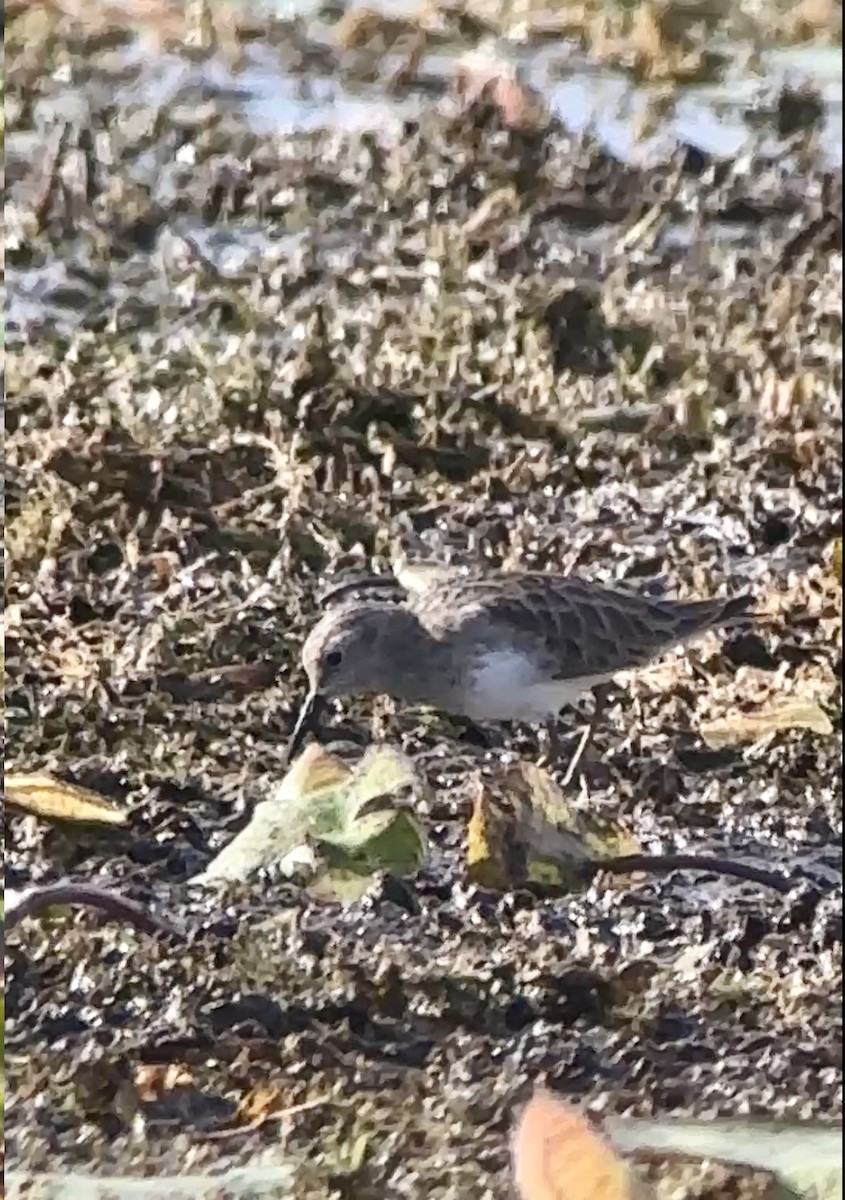 Correlimos Menudillo - ML644164115