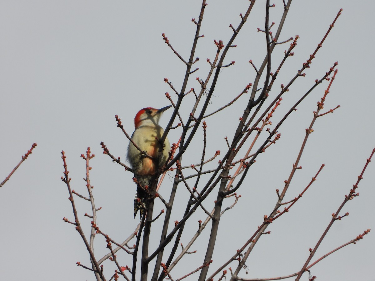 Red-bellied Woodpecker - ML644164125