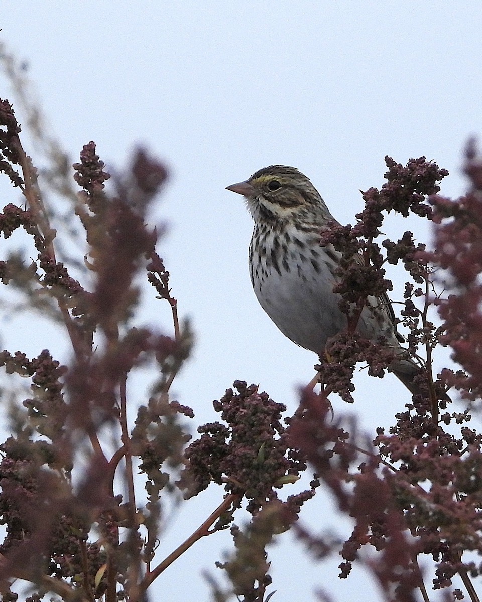 Savannah Sparrow - ML644164185