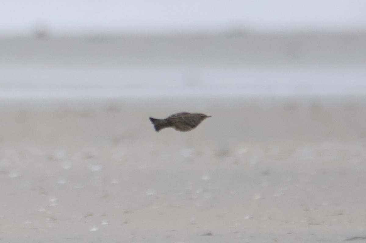 Rock Pipit - ML644164192