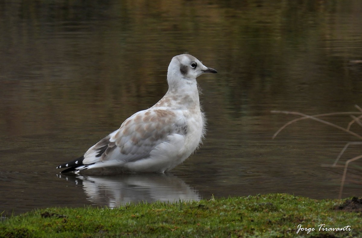 Andean Gull - ML644164222