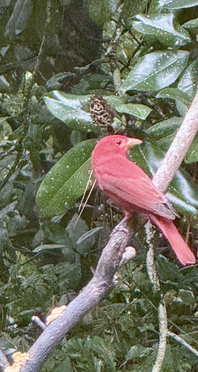 Summer Tanager - ML644164233