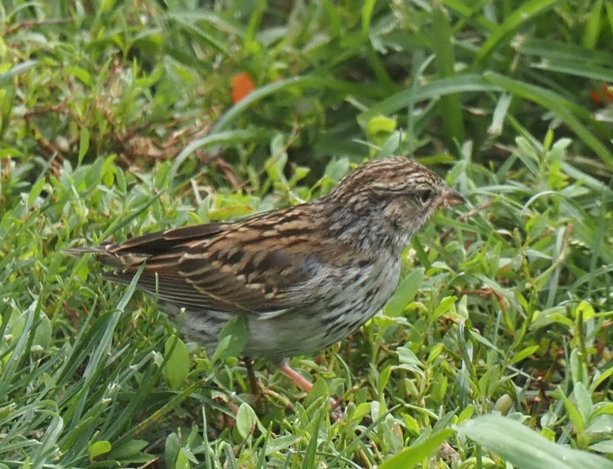 strnádka vrabcovitá - ML644164249