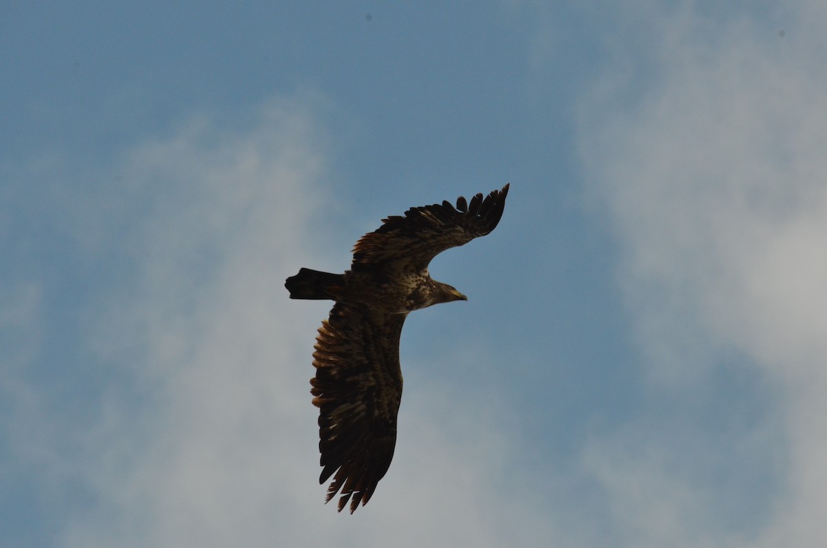 Bald Eagle - ML644164258