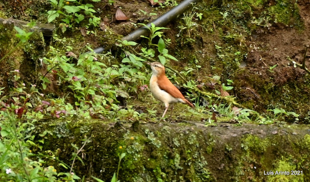 kanelryggovnfugl - ML644164260