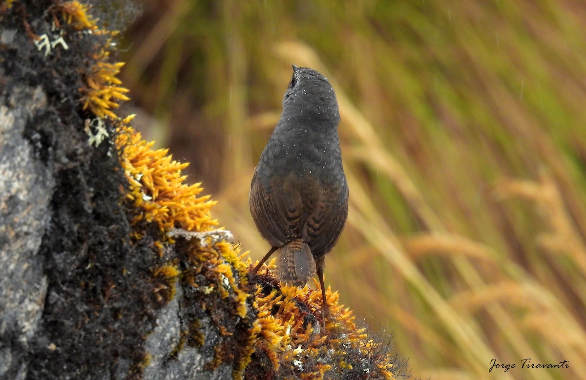 Jalca Tapaculo - ML644164262