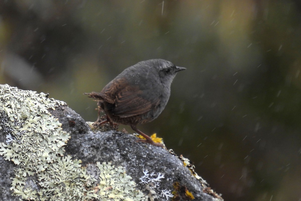 Jalca Tapaculo - ML644164264