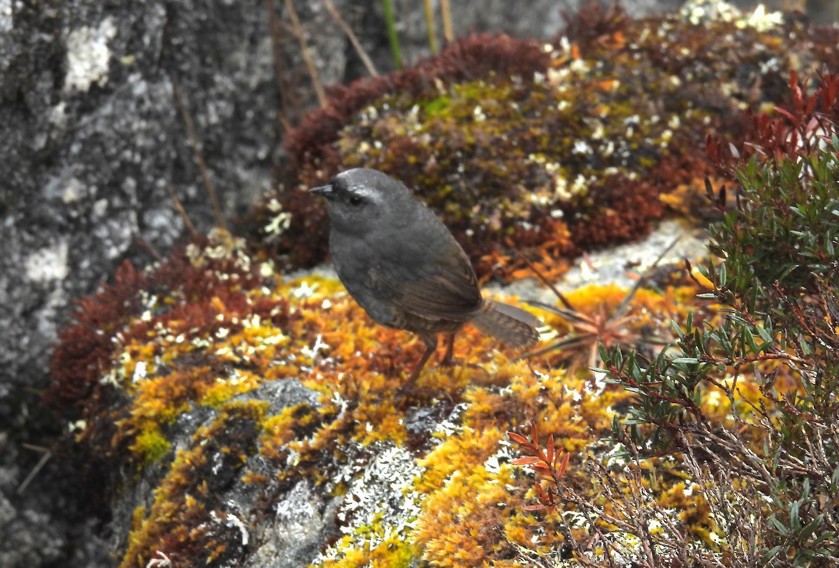 Jalca Tapaculo - ML644164266