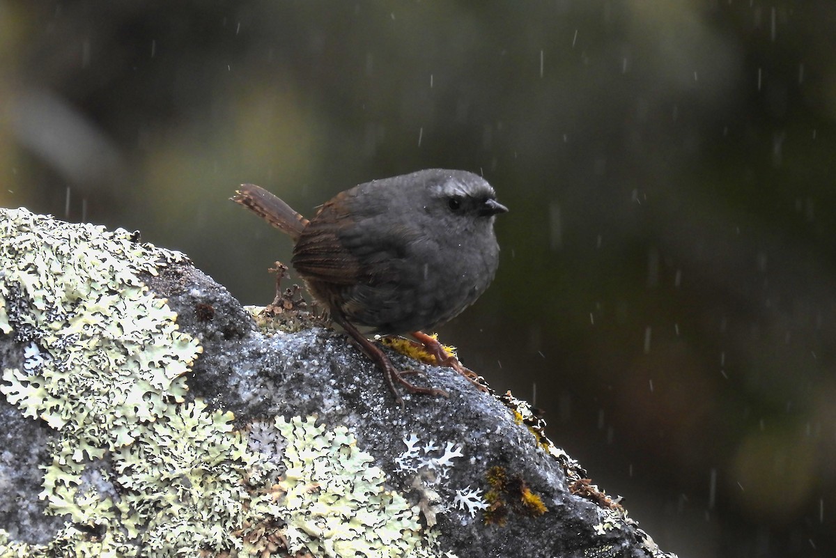 Jalca Tapaculo - ML644164267