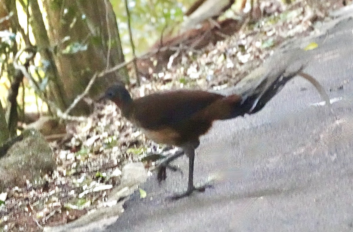 Albert's Lyrebird - ML644164338