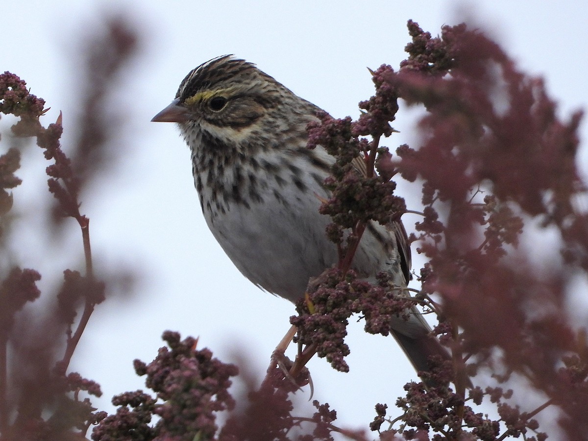 Savannah Sparrow - ML644164348