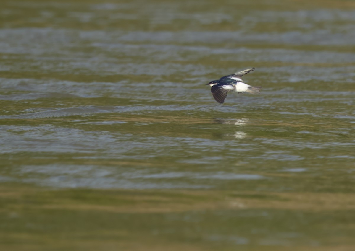 ハジロミドリツバメ - ML644164358