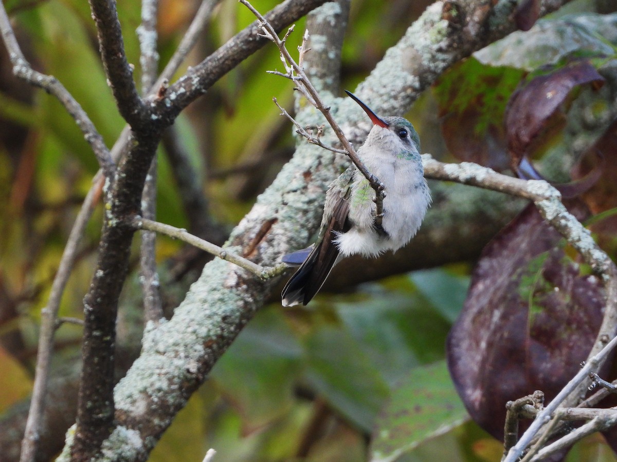 Broad-billed Hummingbird - ML644164371