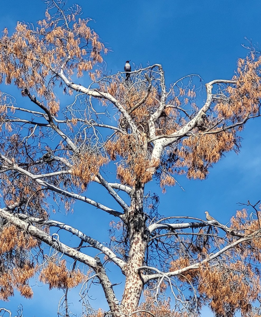 Lewis's Woodpecker - ML644164399