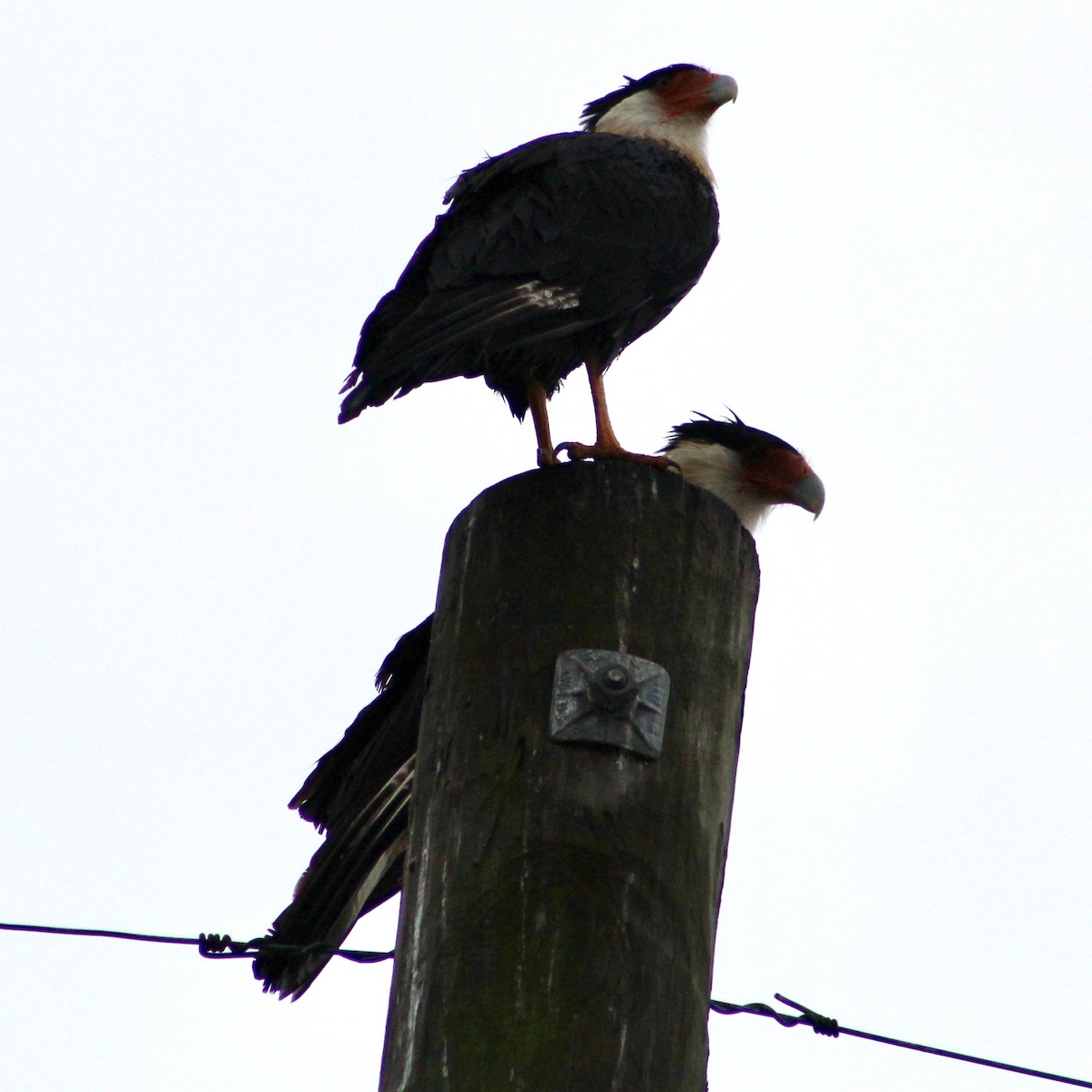 Crested Caracara - ML644164404