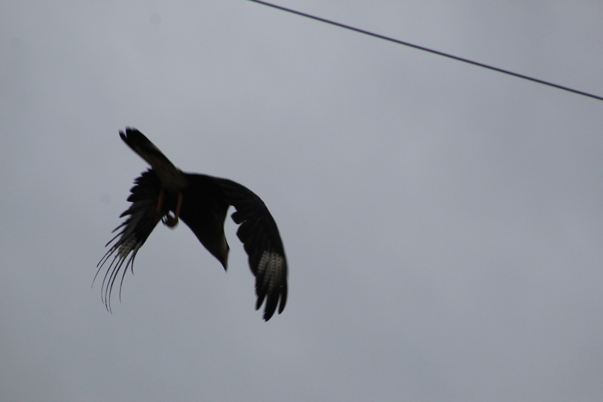 Crested Caracara - ML644164405