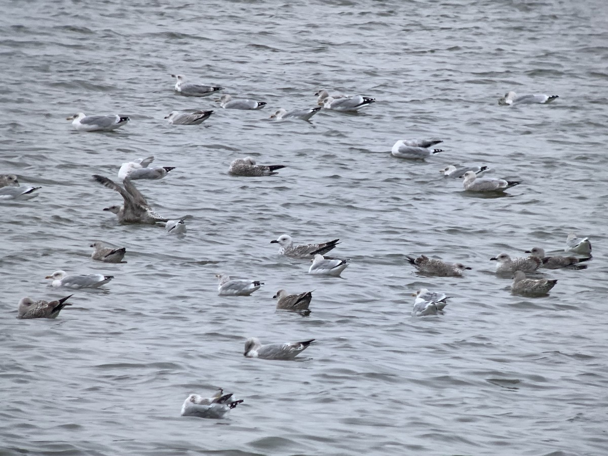 Caspian Gull - ML644164412