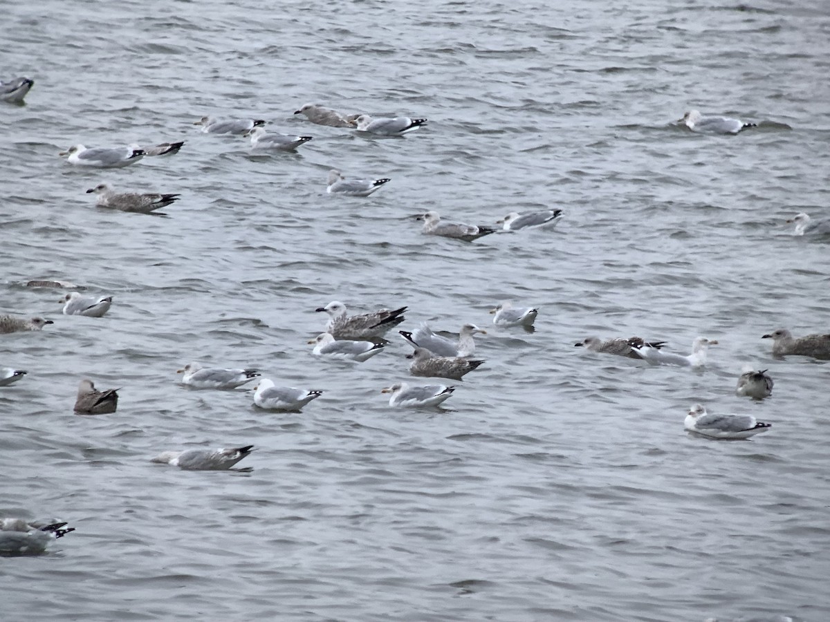 Caspian Gull - ML644164413