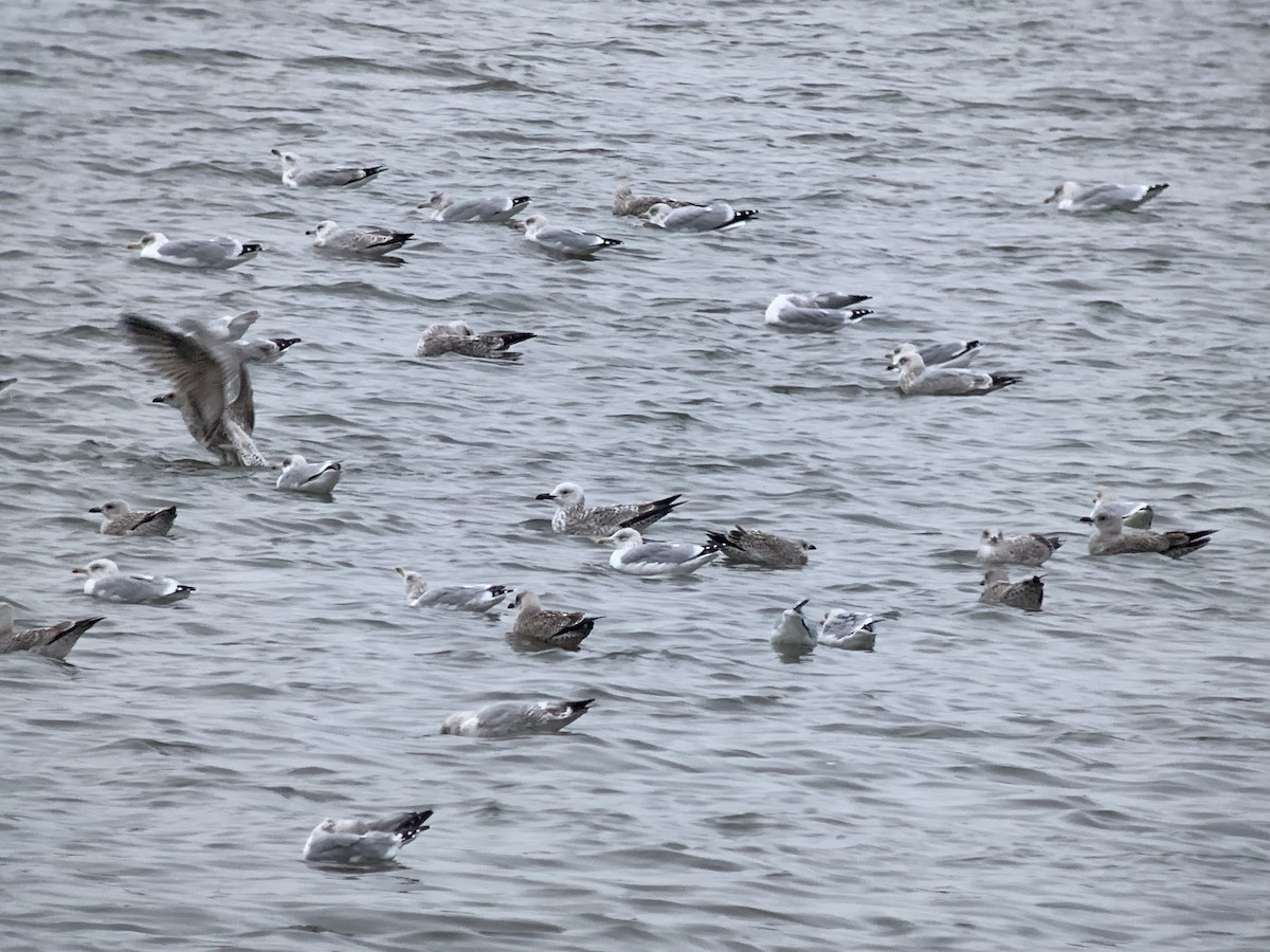 Caspian Gull - ML644164414