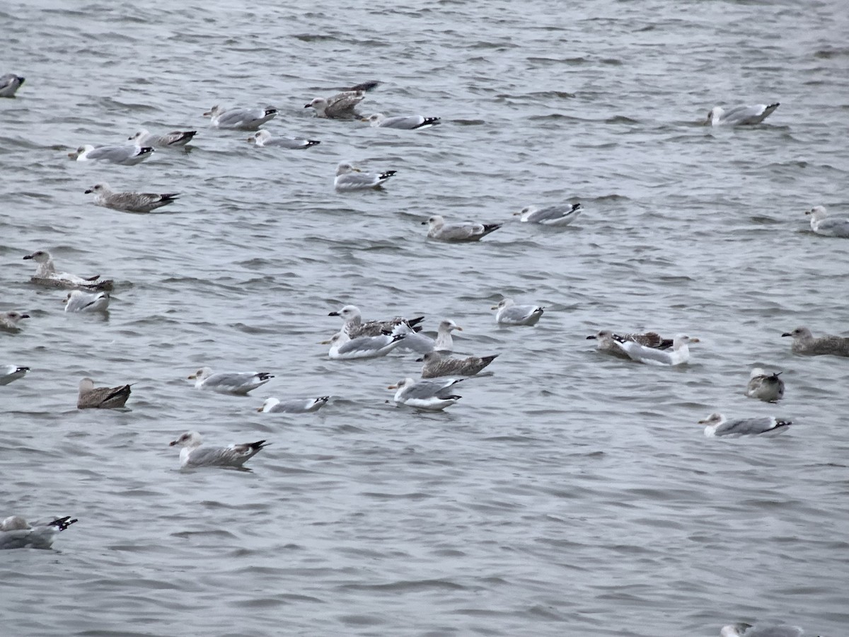 Caspian Gull - ML644164415