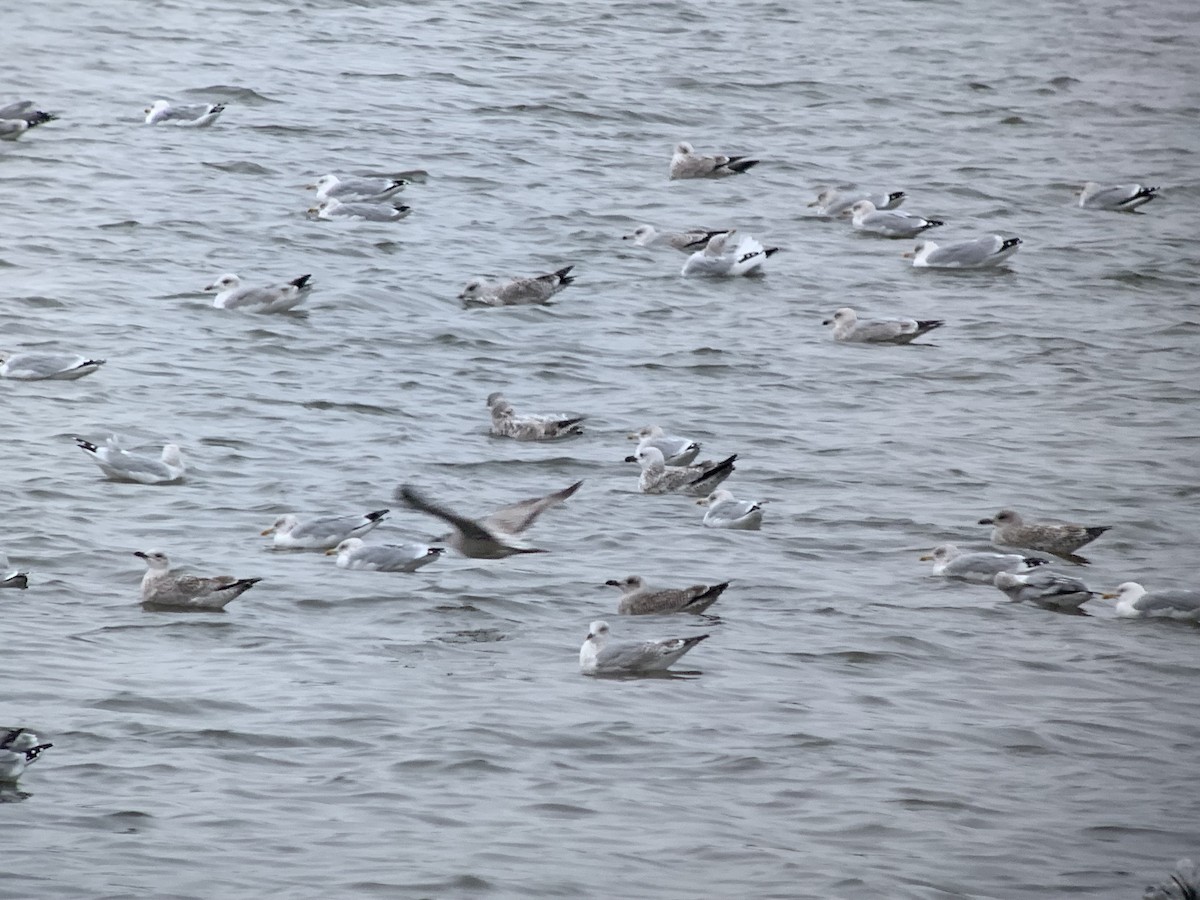 Caspian Gull - ML644164416