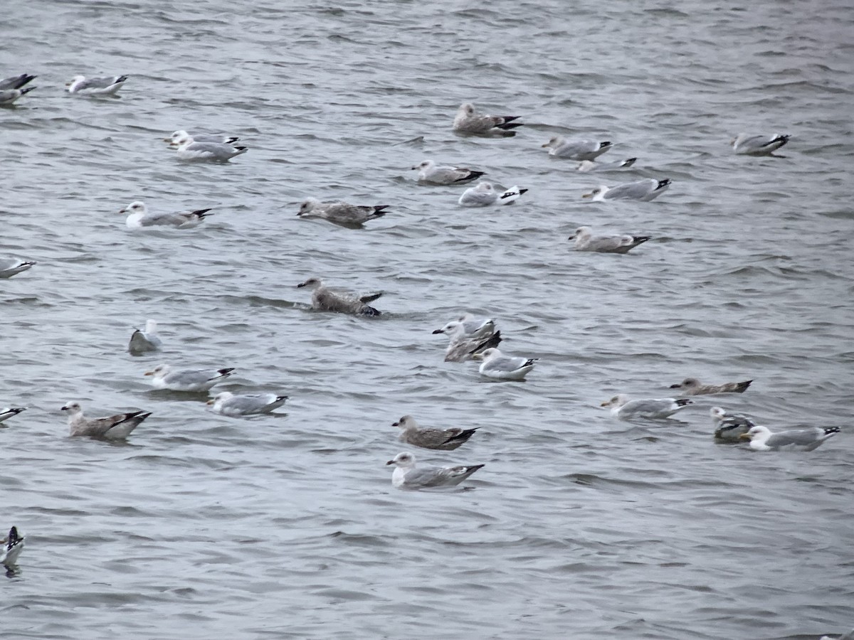 Caspian Gull - ML644164417
