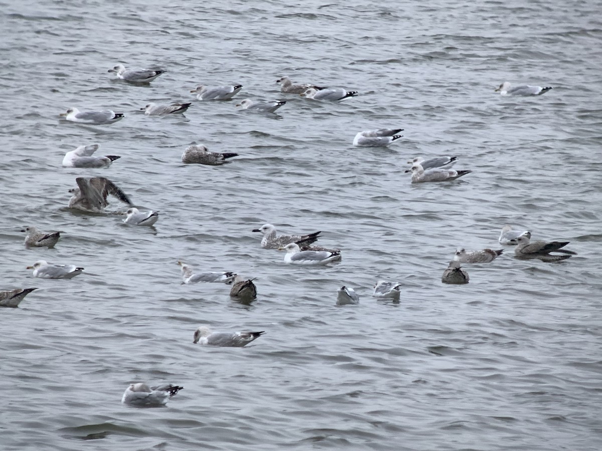 Caspian Gull - ML644164418