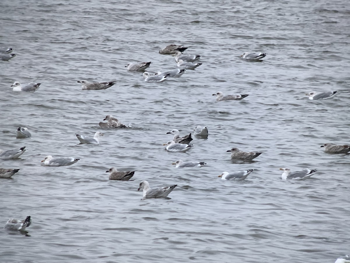 Caspian Gull - ML644164419