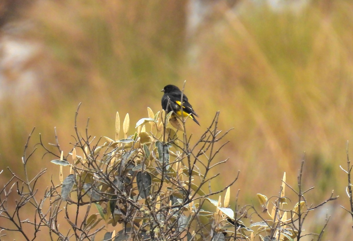 Schwarzzeisig - ML644164439