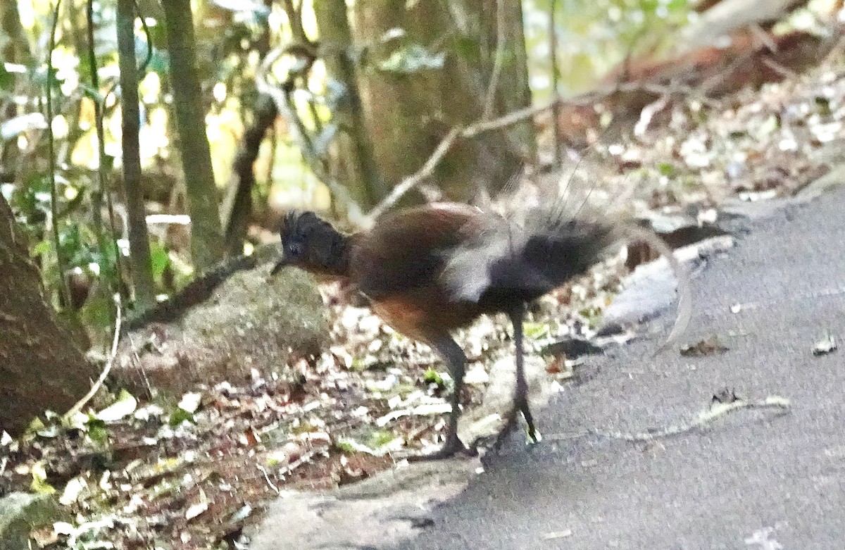 Albert's Lyrebird - ML644164442