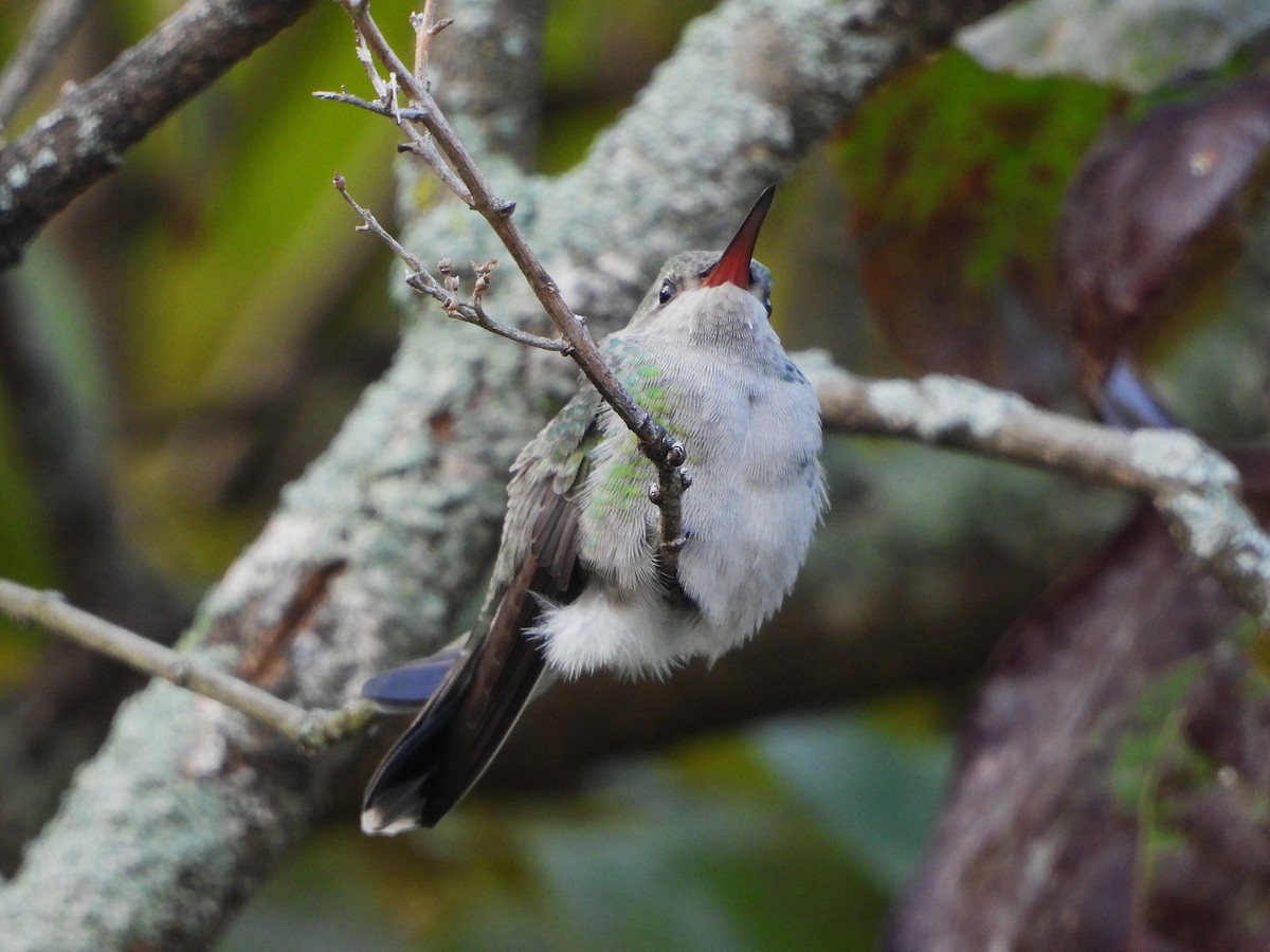 Broad-billed Hummingbird - ML644164456