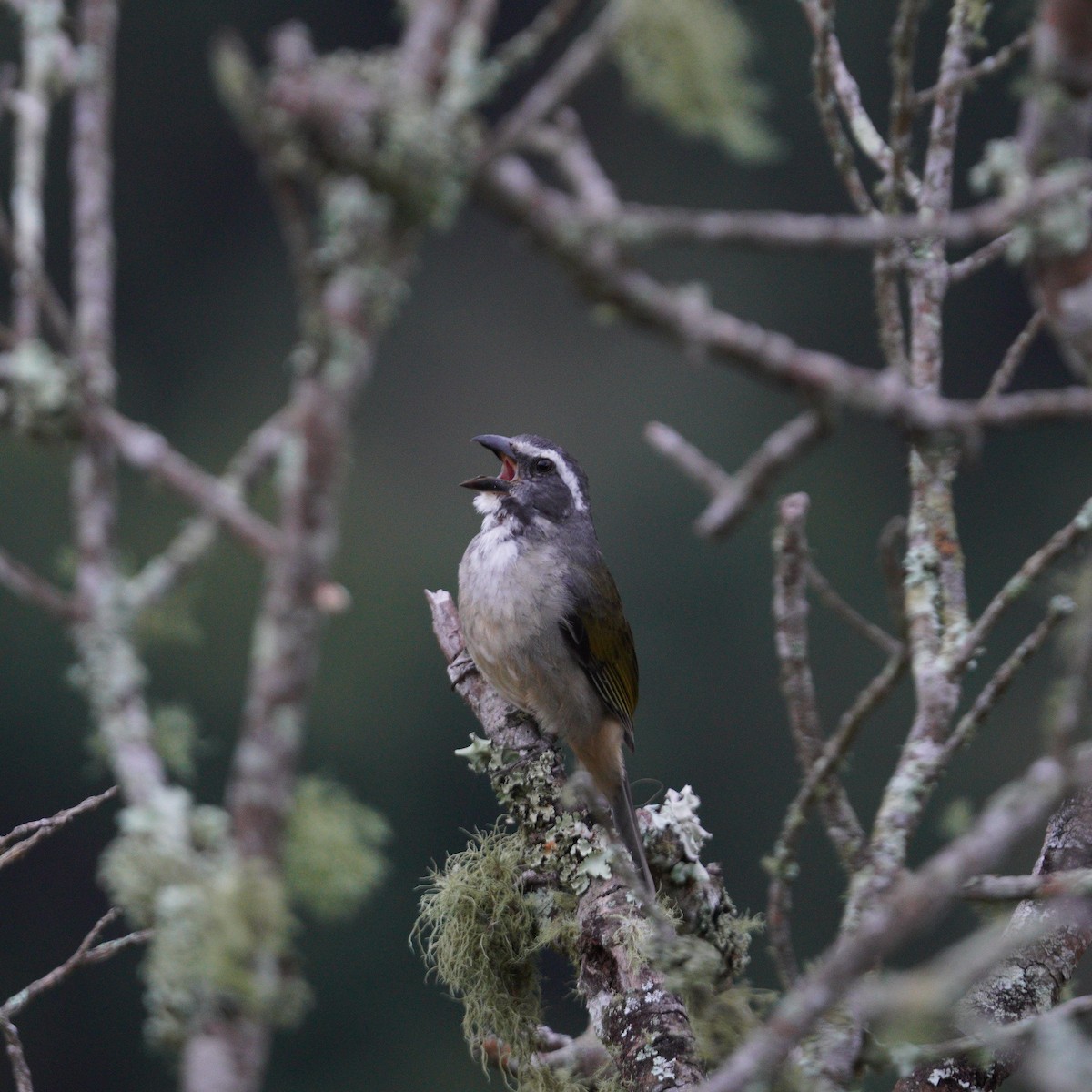 Green-winged Saltator - ML644164458