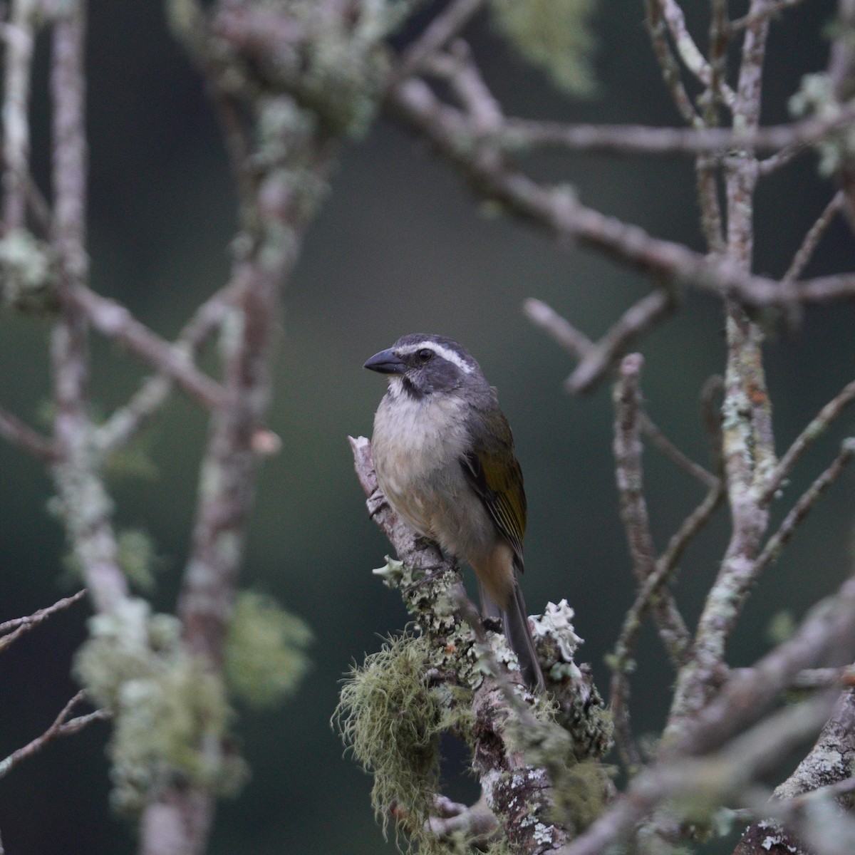 Green-winged Saltator - ML644164459