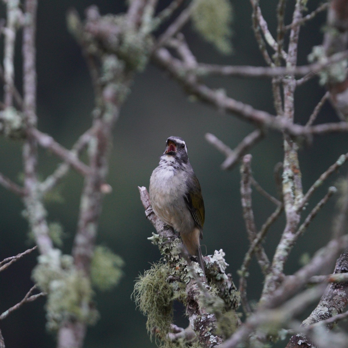 Green-winged Saltator - ML644164461