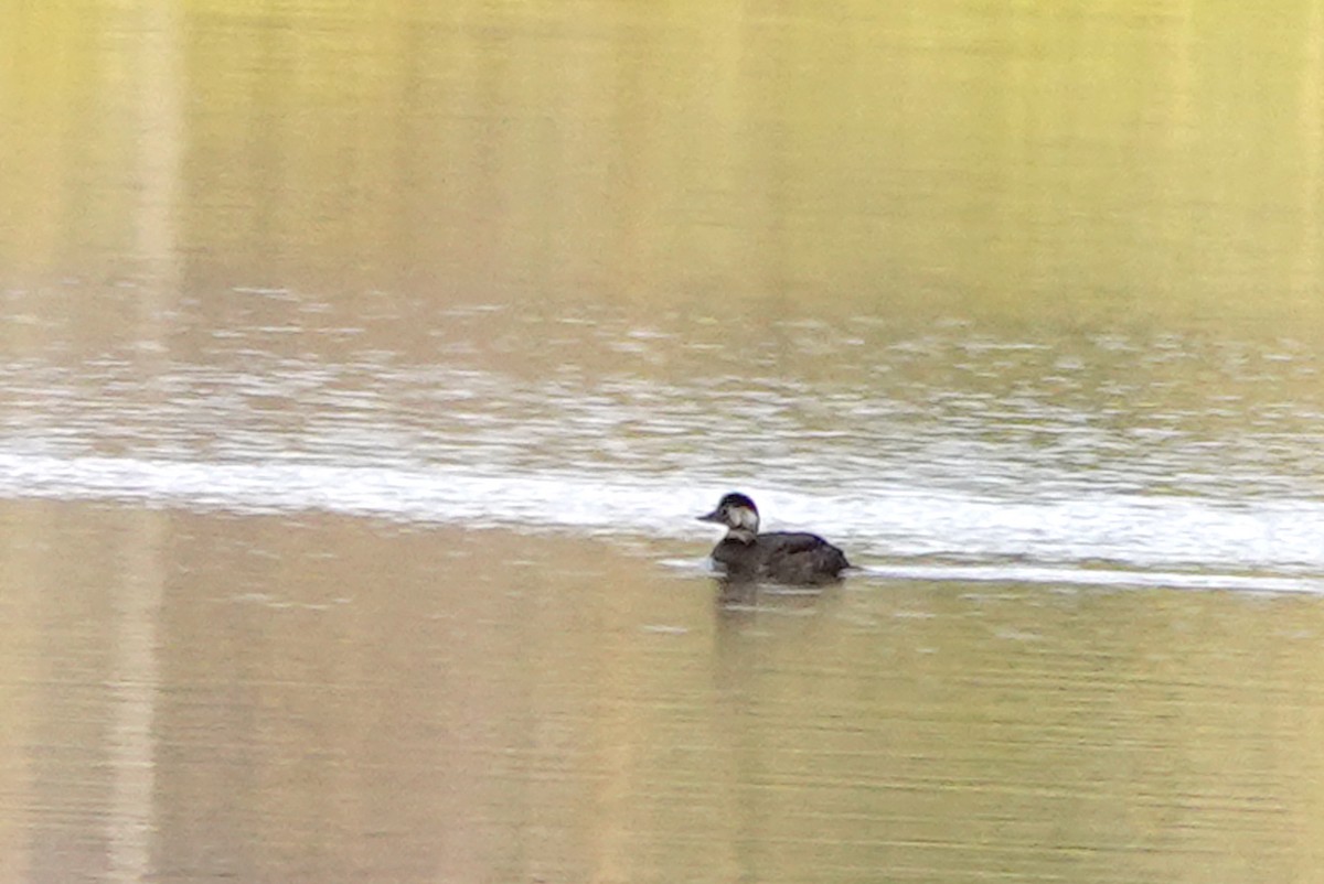 Black Scoter - ML644164462