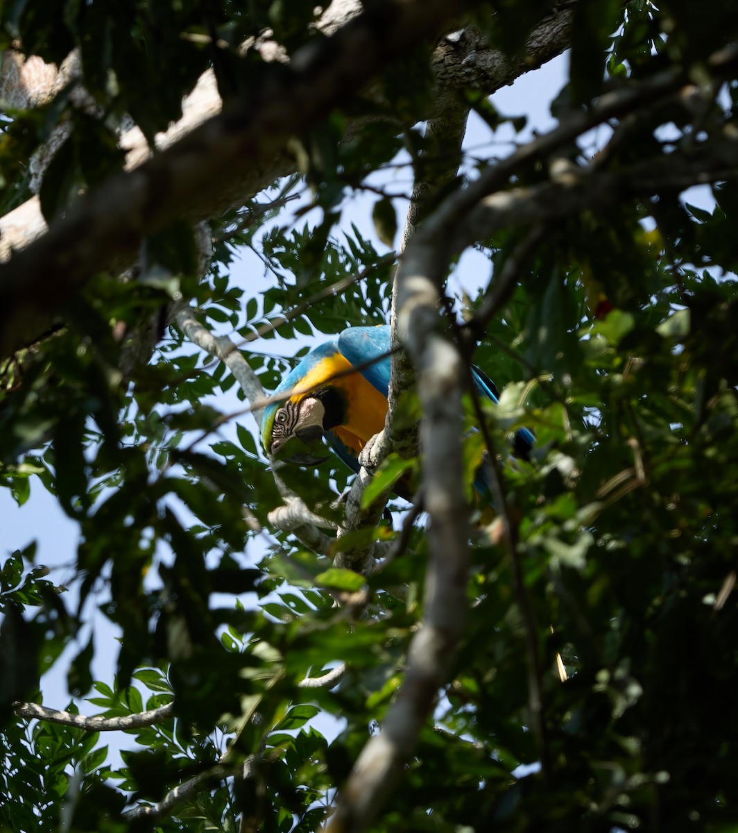 ルリコンゴウインコ - ML644164464