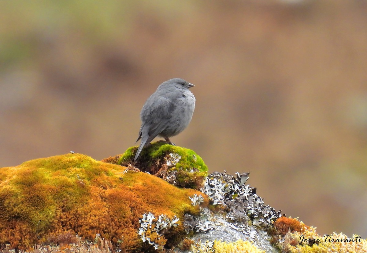 ネズミヤマシトド - ML644164479