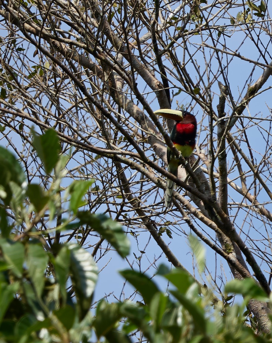 Ivory-billed Aracari - ML644164483